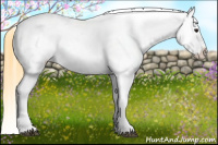 Horse Color:Buckskin Appaloosa