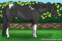 Horse Color:Black Tobiano 