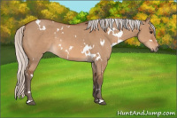Horse Color:White Spotted Silver Bay Dun 