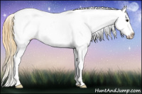 Horse Color:Buckskin Appaloosa 