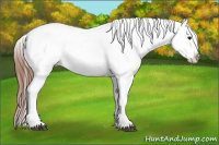 Horse Color:Brown Appaloosa 