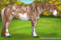 Horse Color:White Spotted Chestnut Frame