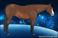 Horse Color:Bay Splash 
