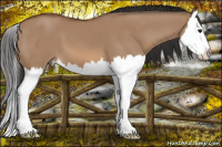 Horse Color:Bay Dun Splash 