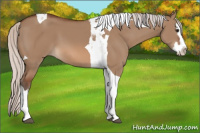 Horse Color:Silver Bay Dun Splash Tobiano