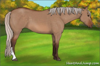 Horse Color:Silver Bay Dun