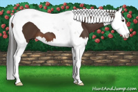 Horse Color:Brown Splash Tobiano