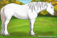 Horse Color:Chestnut Appaloosa 