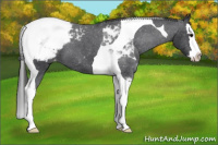 Horse Color:Black Splash Tobiano Appaloosa 
