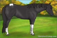 Horse Color:Smoky Black Tobiano