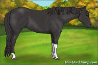 Horse Color:Smoky Black Tobiano