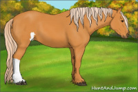 Horse Color:Chocolate Palomino
