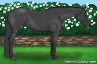 Horse Color:Blue Roan 
