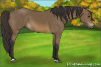 Horse Color:Buckskin 