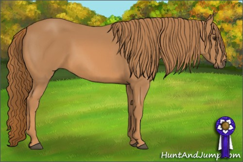 Horse Color: Chestnut Sabino 