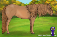 Horse Color:Chestnut Sabino 