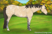 Horse Color:Buckskin Ice 