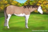 Horse Color:Amber Champagne Splash 