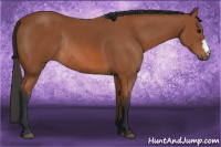 Horse Color:Bay Rabicano 