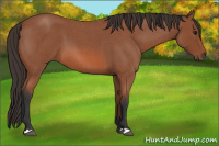 Horse Color:Bay Roan 