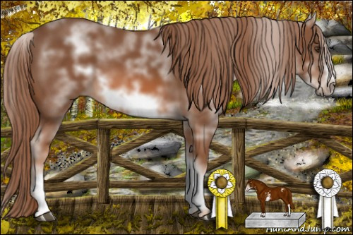 Horse Color: White Spotted Chestnut Frame 