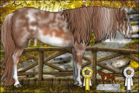 Horse Color:White Spotted Chestnut Frame 