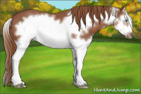 Horse Color:Liver Chestnut Splash Frame 