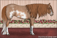Horse Color:Red Roan Splash Frame 