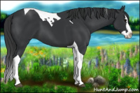 Horse Color:Black Splash Tobiano 