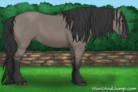 Horse Color:Grullo Rabicano 