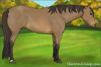 Horse Color:Buckskin 