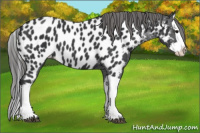 Horse Color:Black Splash Appaloosa 