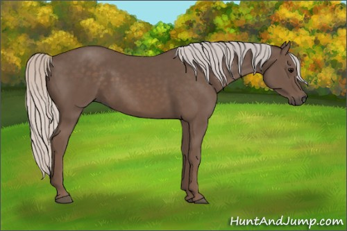 Horse Color: Silver Black 