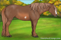 Horse Color:Liver Chestnut Splash Frame 