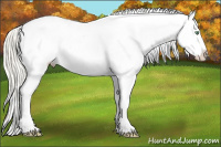 Horse Color:Gold Cream Champagne Roan Dun Splash Tobiano Frame Blanket Rabicano 