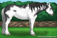 Horse Color:Black Splash Frame