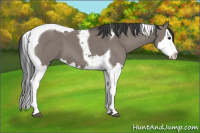 Horse Color:Grullo Splash Tobiano