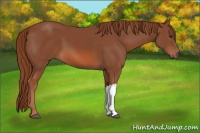 Horse Color:Liver Chestnut 