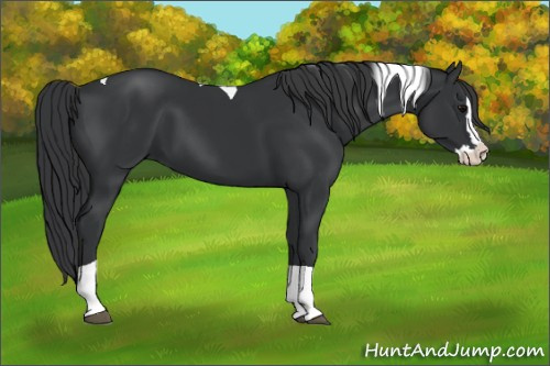 Horse Color: Black Splash Tobiano 