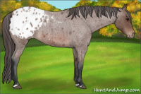 Horse Color:Bay Roan Appaloosa 