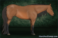 Horse Color:Bay Rabicano 