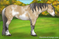 Horse Color:White Spotted Buckskin Frame