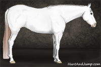 Horse Color:Bay Dun Tobiano Appaloosa 