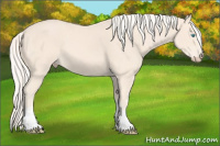 Horse Color:White Spotted Cremello 