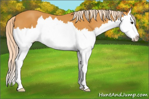 Horse Color: Palomino Splash 