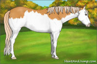 Horse Color:Palomino Splash 