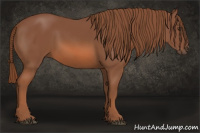 Horse Color:Chestnut Sabino