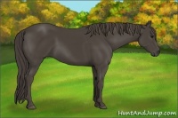 Horse Color:Smoky Black