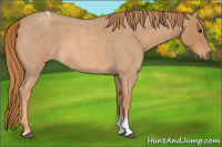 Horse Color:Red Roan Tobiano 