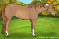 Horse Color:Red Roan Tobiano 